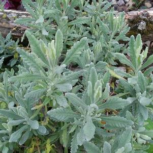 Lavender x 'Goodwin Creek' Lavender x 'Goodwin Creek'