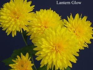 Mum 'Lantern Glow' Mum 'Lantern Glow'