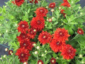 Mum 'Maroon Pride' Mum 'Maroon Pride'