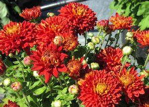 Mum 'Minnautumn' Mum 'Minnautumn'