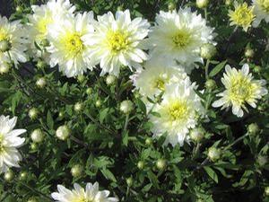 Mum 'Minnwhite' Mum 'Minnwhite'