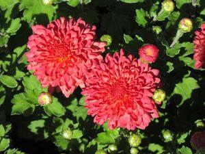 Mum 'Rose Grenadine' Mum 'Rose Grenadine'