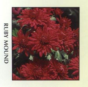 Mum 'Ruby Mound' Mum 'Ruby Mound'