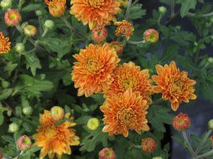 Mum 'Zonta' Mum 'Zonta'