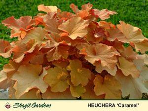 Heuchera villosa 'Carmel' Heuchera villosa 'Carmel'