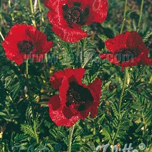 Papaver orientale Beauty of Livermere