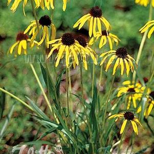 Echinacea paradoxa 