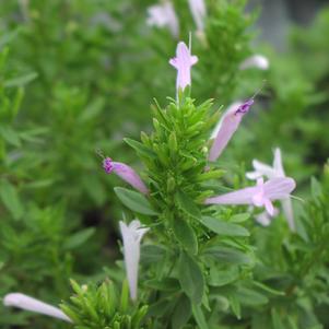 Oregano 'Mexican Poliomintha' Oregano 'Mexican Poliomintha'