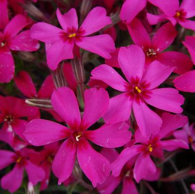 Phlox subulata Scarlet Flame