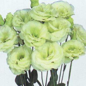 Lisianthus 'Mariachi Lime Green' Lisianthus 'Mariachi Lime Green'