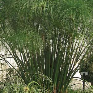 Cyperus 'King Tut' Cyperus 'King Tut'