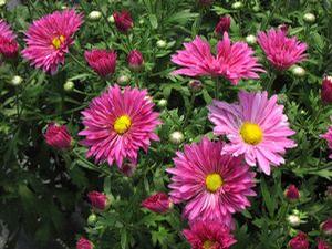 Mum Mammoth 'Dark Pink Daisy'