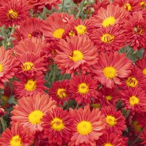 Mum Mammoth 'Red Daisy' Mum Mammoth 'Red Daisy'