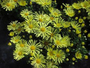 Mum Mammoth 'Yellow Quill' Mum Mammoth 'Yellow Quill'