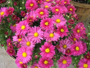 Mum Mammoth 'Lavender Daisy' Mum Mammoth 'Lavender Daisy'
