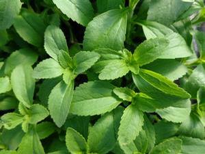 Stevia 