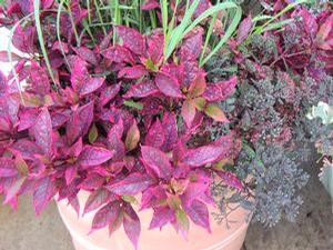 Alternanthera 'Brazilian Red Hots' Alternanthera 'Brazilian Red Hots'