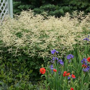 Aruncus 'Misty Lace' Aruncus 'Misty Lace'