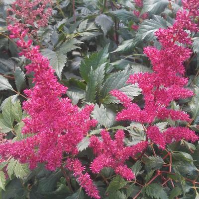 Astilbe japonica 'Montgomery' Astilbe japonica 'Montgomery'