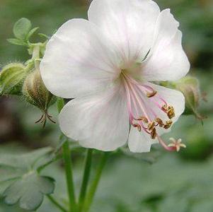 Geranium cantabrigiense 'Biokovo' Geranium cantabrigiense 'Biokovo'