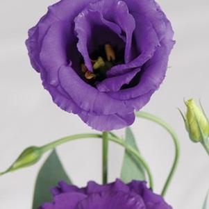 Lisianthus 'Echo Blue' Lisianthus 'Echo Blue'