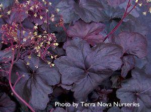 Heuchera 'Obsidian' Heuchera 'Obsidian'