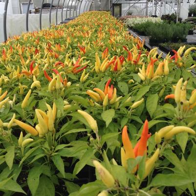 Ornamental Pepper 'Chilly Chili'