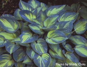 Hosta 'June' Hosta 'June'