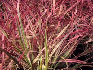 Pennisetum Fireworks