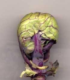 Brussels Sprouts 'Falstaff' Brussels Sprouts 'Falstaff'