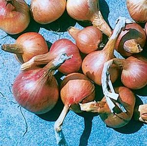 Shallots Ambition