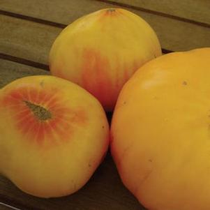 Tomato 'Hillbilly' Tomato 'Hillbilly'