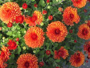 Mum Belgian 'Rhinos Orange' Mum Belgian 'Rhinos Orange'