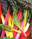 Swiss Chard Bright Lights