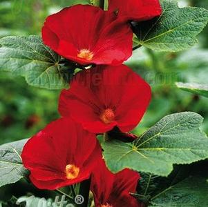 Alcea rosea Spotlight™ Mars Magic