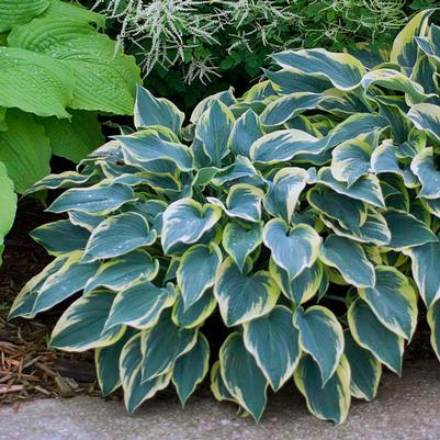 Hosta First Frost