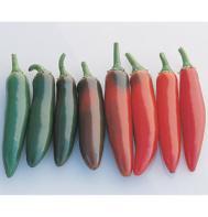 Pepper 'Serrano' Pepper 'Serrano'