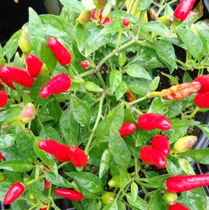Pepper 'Thai Hot' Pepper 'Thai Hot'