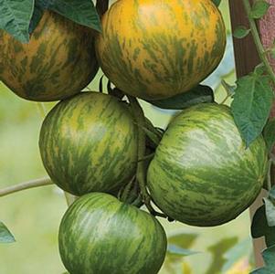 Tomato Green Zebra