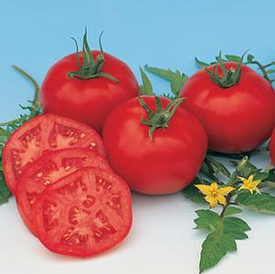 Tomato 'Moskvich' Tomato 'Moskvich'