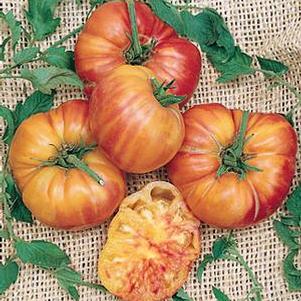 Tomato 'Mr. Stripey' Tomato 'Mr. Stripey'