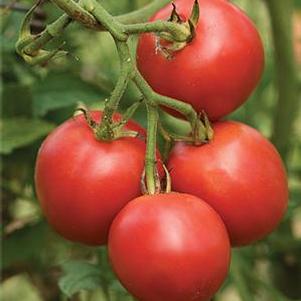 Tomato 'Riesentraube' Tomato 'Riesentraube'