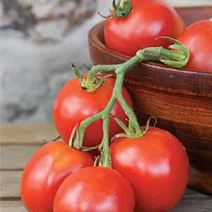 Tomato 'Stupice' Tomato 'Stupice'