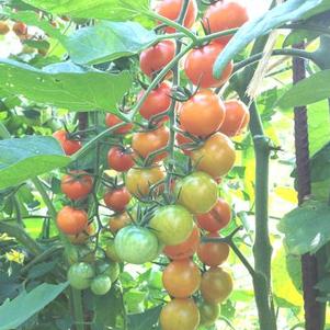 Tomato 'Sun Gold' Tomato 'Sun Gold'