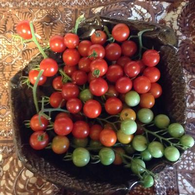 Tomato 'Super Sweet 100' Tomato 'Super Sweet 100'