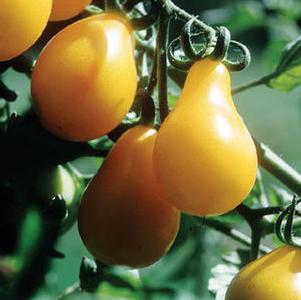 Tomato 'Yellow Pear' Tomato 'Yellow Pear'