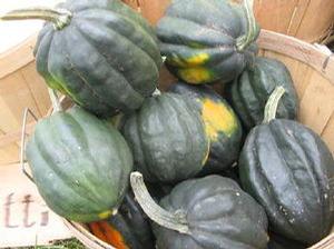 Winter Squash Acorn