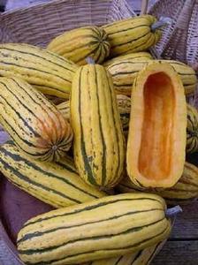 Winter Squash Bush Delicata