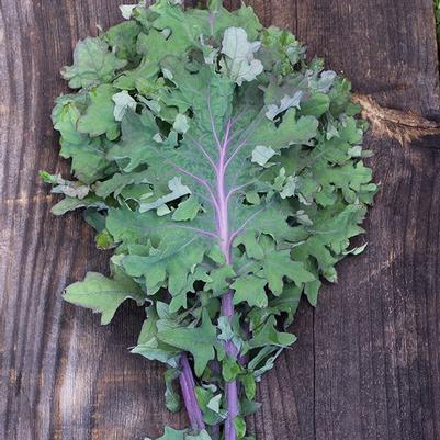 Kale 'Red Ursa' Kale 'Red Ursa'