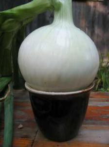 Onion White Wing